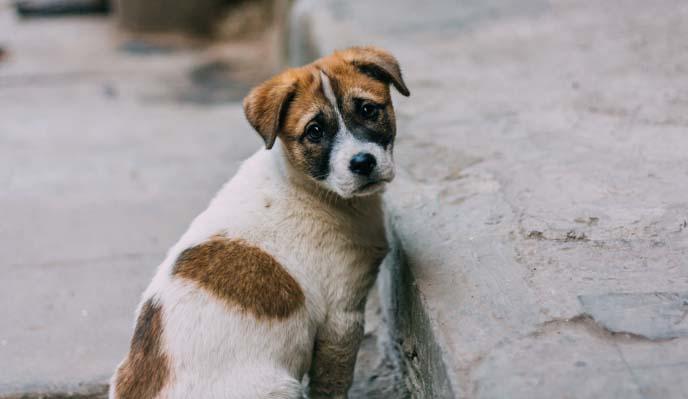 El PSC proposa la creació de l’Oficina de Protecció Animal