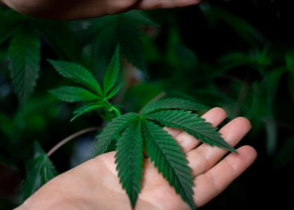 legalización del cannabis por uso medicinal