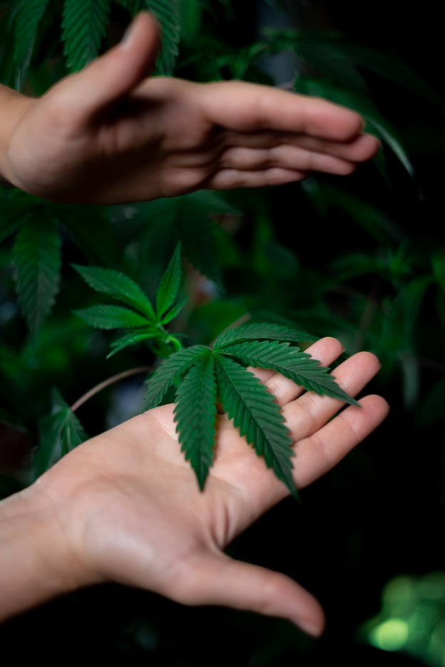 legalització del cànnabis per ús medicinal
