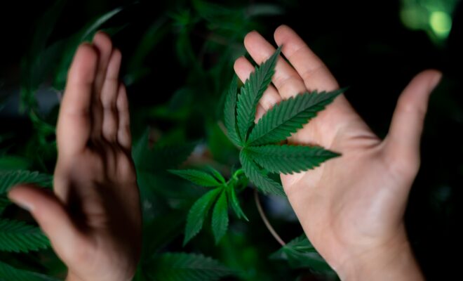 Debat: Legalitzar el cànnabis?