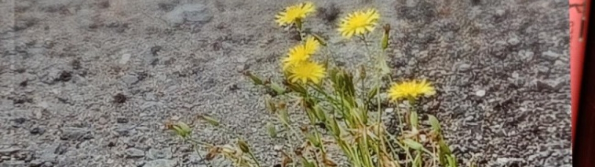 "Flores de arcén" de Joan Ferran